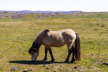 Fototapeta premium Horse in the pasture in Iceland close-up