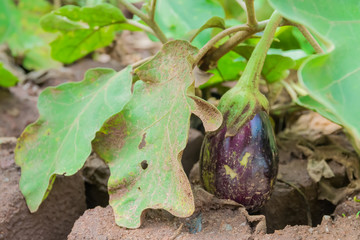 Eggplant in african garden