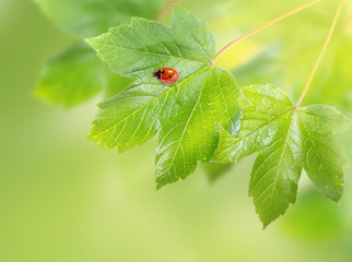 Decorative background with ladybug on maple leaves.
