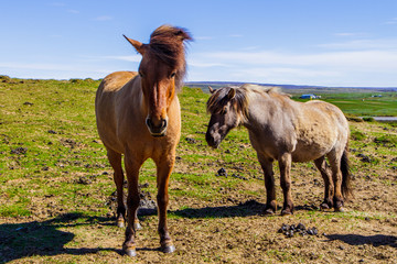 Horses on a green field in Iceland
