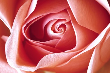 pink rose close up, for abstract  gentle delicate background
