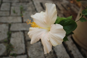 Show Flower