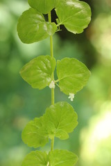 Mięta indiańska © Perovskia