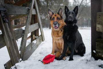 Dwa owczarki niemieckie siedzące przy furtce, zima