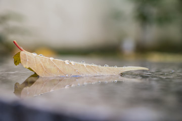 Yellow leaf on a marble surface covered with rain drops, macro