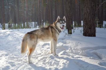 Siberian husky dog in the winter forest