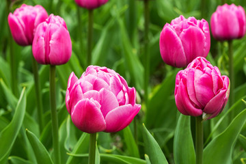 pink tulips in the garden