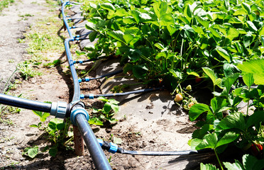 Drip irrigation system on strawberry filed in farm, close up. Strawberry bushes with green leaves...