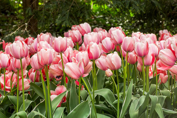 Fototapeta premium pink tulips in the garden