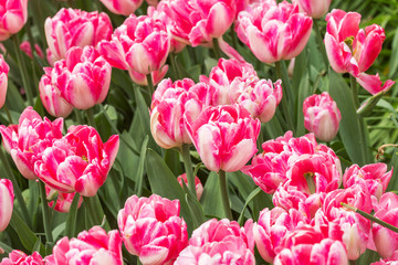 Fototapeta premium pink tulips in the garden