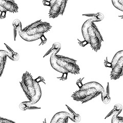 Seamless pattern of hand drawn sketch style pelican. Vector illustration isolated on white background.