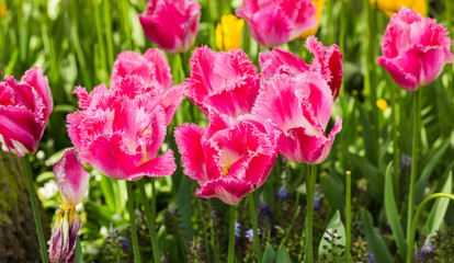 pink tulips in the garden