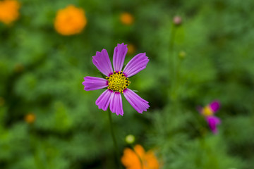 Obraz premium incomplete