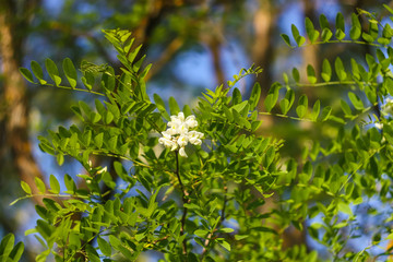 White acacia tree blooming flowers at spring.