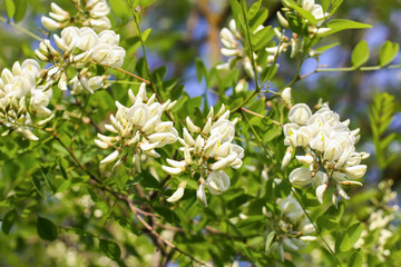 White acacia tree blooming flowers at spring.