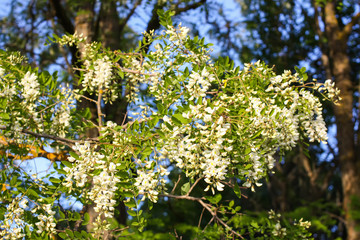 White acacia tree blooming flowers at spring.