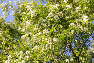 Fototapeta na wymiar White acacia tree blooming flowers at spring.