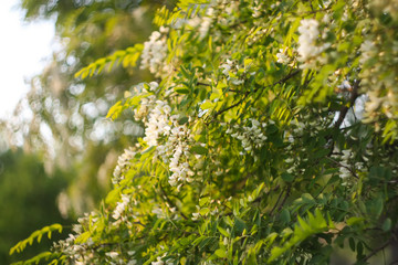 White acacia tree blooming flowers at spring.