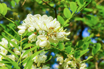 Obraz na płótnie Canvas White acacia tree blooming flowers at spring.