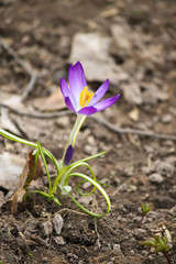 Spring beautiful crocus flowers blooming in a park in sunlight.