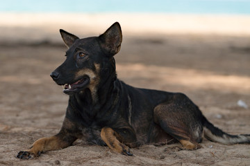 Dog  walks on the sandy beach near the river on a clear summer day