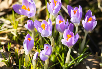 Spring beautiful crocus flowers blooming in a park in sunlight.
