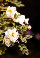 Spring beautiful white rose flowers blooming in a park in sunlight.