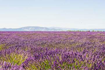 Obraz na płótnie Canvas Endless huge blossoming lavender field in Provence with Alpes in the background
