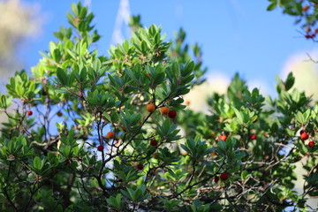 Fototapeta na wymiar Erdbeerbaum auf Korsika