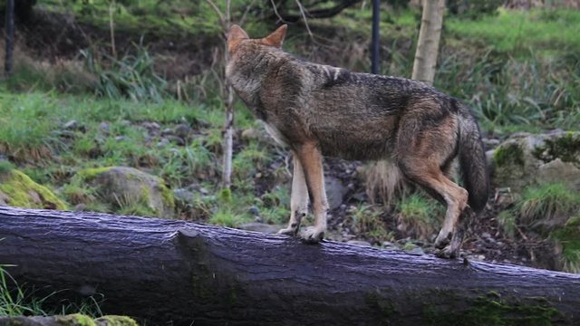 red wolf walking on log