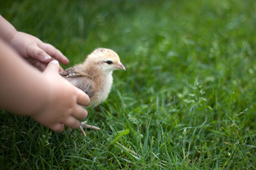 chickens, young chickens on the farm kept in hands