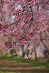 Pink flower in Thailand