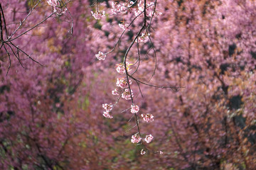 Pink flowers in Thailand