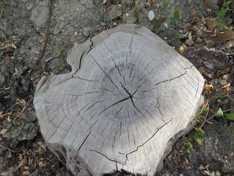 Tronco d'albero