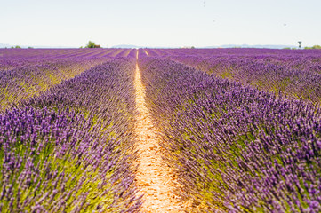 Fototapeta na wymiar Rows of blooming lavender