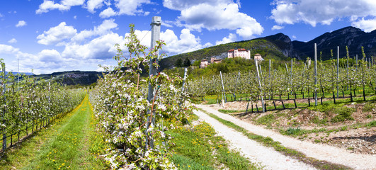 Campi con meli fioriti in Val di Non