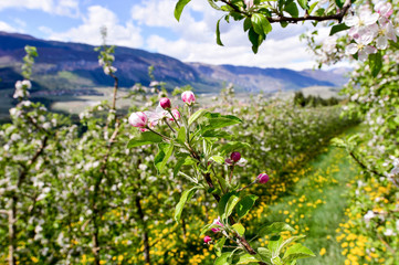 Fioritura del melo in Val di Non