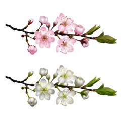 Set of Blossoming cherry branches