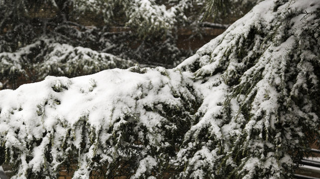 Snowy winter pine