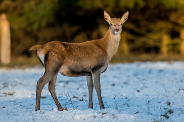 deer, animal, wildlife, nature