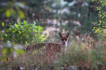fox, nature, animal, wildlife