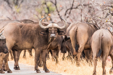 Obraz premium Bufali