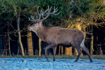 deer, animal, wildlife, mammal