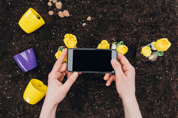 partial view of person using smartphone with blank screen and beautiful yellow flowers with pots on ground