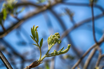 Spring! Blossoming tree buds against the blue sky background