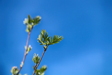 Fototapeta premium Spring! Blossoming tree buds against the blue sky background