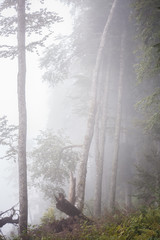 Photo of foggy forest with trees