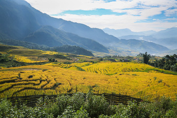 Terraced rice fields in the North mountains of Vietnam. Lao Cai province.