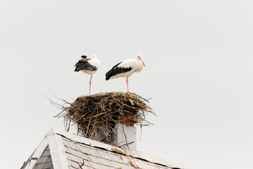 Weißstörche in Frankreich