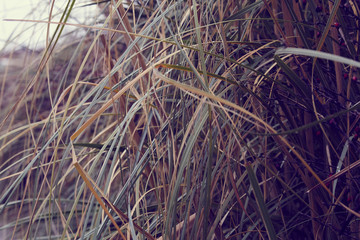 wild grass in autumn detail